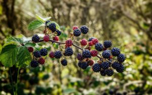 berries-4923701_1280