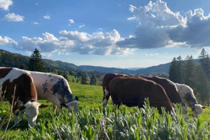 c4b777dc-d43e-4ae2-b294-5a206be3a30a