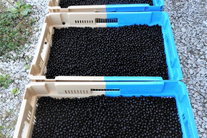 Caisses récolte aronia