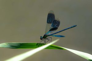 Calopterix splendens