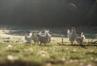 Ferme Roussel-Voisard