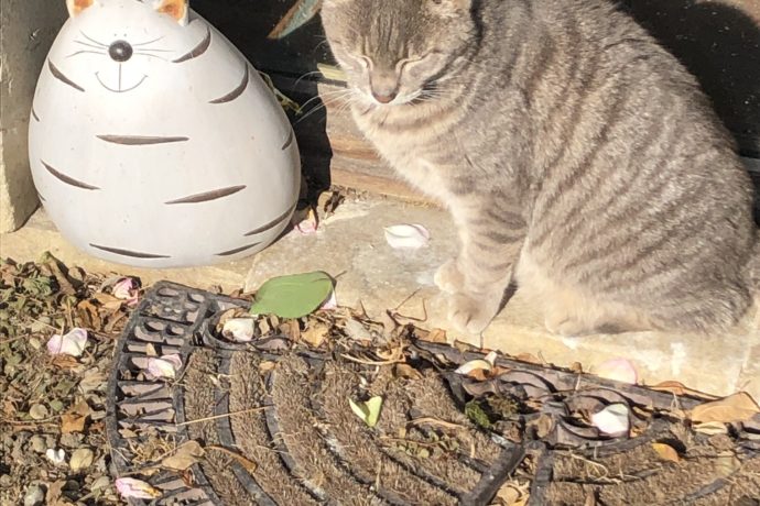 chaton et son ami