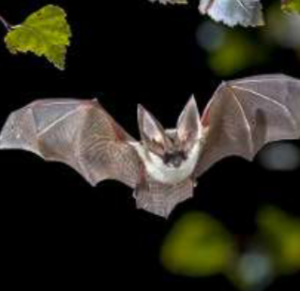 chauve souris