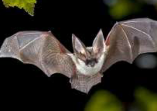 A la rencontre des chauve-souris