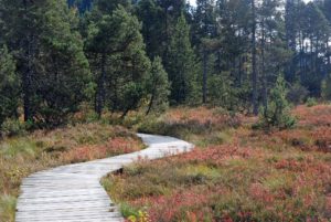 tourbière de Nanchez