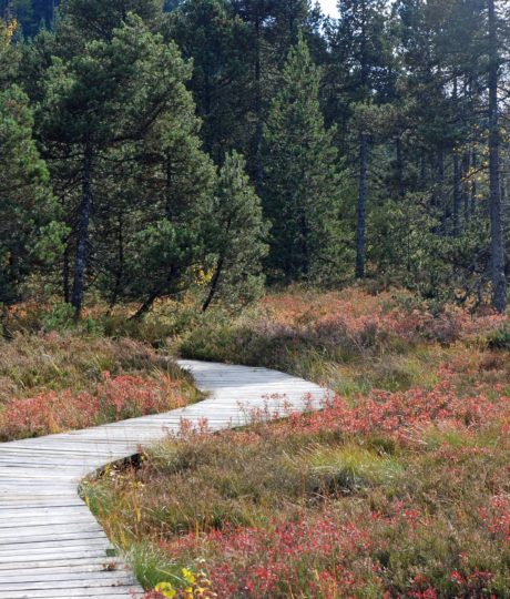 1644211Rando pédestre – Tourbière de Prénovel & belvédère sur le fort