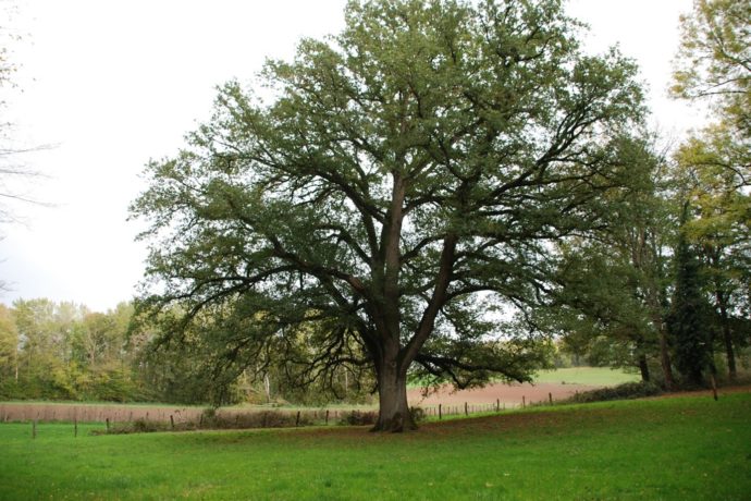 chêne st Louis
