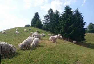 Mohair la vie côté douceur – Élevage de chèvres angora
