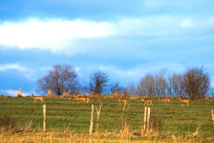 Chevreuils sur le Domaine