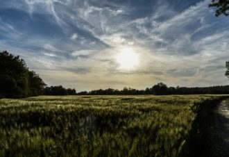 Corne à la Poulette – 101B