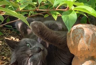 Gîte La Côte fleurie