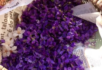 La Reine des Prés – Balade & Ateliers