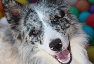 Wouf fun parc – garderie