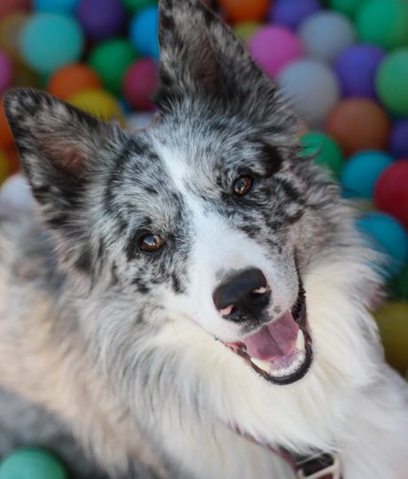 Wouf fun parc – garderie