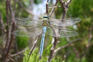 dragonfly-1529481_1280