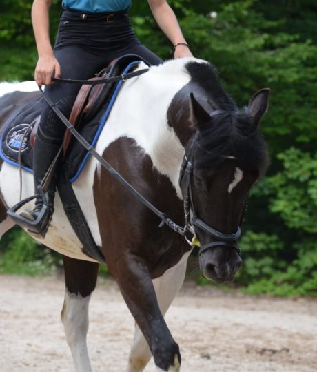 Centre équestre de Chalain