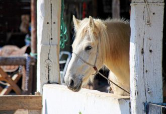 Centre Équestre de la Cavalerie de la Source