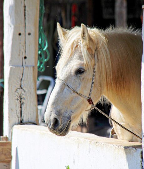 Centre Équestre de la Cavalerie de la Source