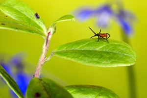 erik_karits-ixodes-ricinus-5261832