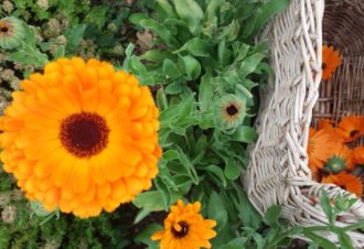 Distillerie La Belle Plante