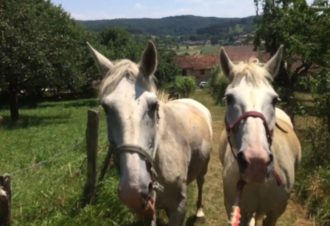 La Genette et la Salamandre