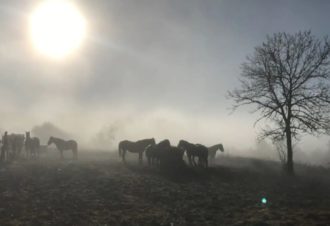 La Genette et la Salamandre