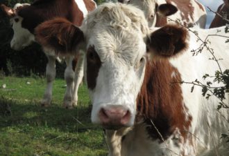 Visite guidée de la ferme