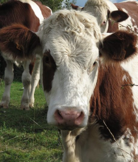 175408Visite guidée de la ferme