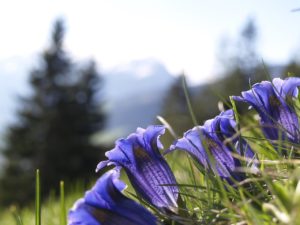 gentian-431575_1280