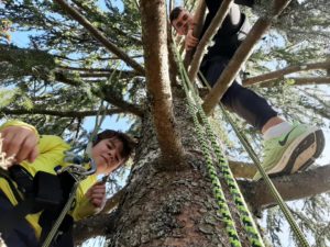 Grimpe d’arbre
