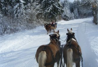 A la découverte des animaux du grand nord en famille dans le Jura