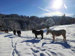 La flanerie d’audrey