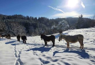 Balade avec les ânes