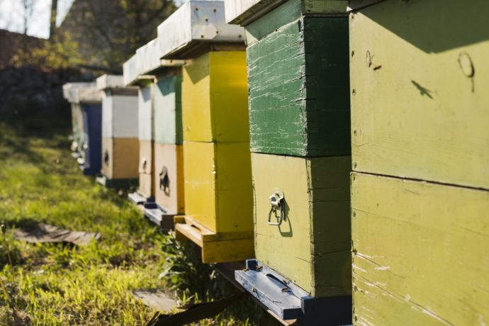 honey-farm-landscape
