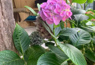 Clos de la Charnaille