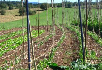 Le Champ des 6 Reines – Maraîchage diversifié AB