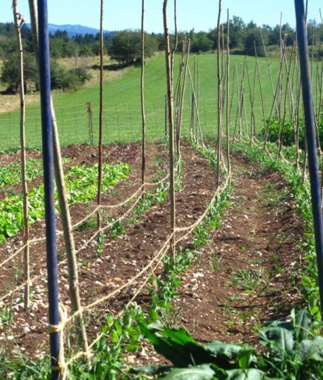 175218Le Champ des 6 Reines – Maraîchage diversifié AB