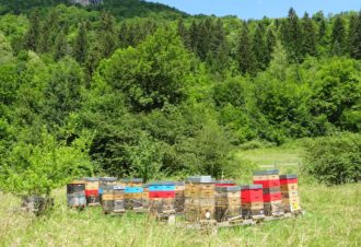 De la Ruche aux Papilles