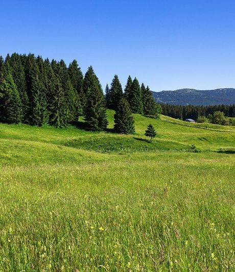321008Au coeur du Parc naturel regional du Haut-Jura