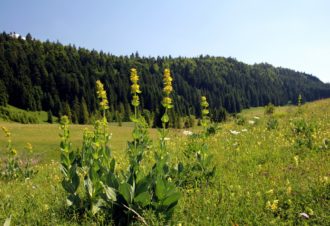 La Joux Devant – 86B