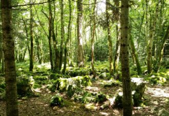 Le Sentier du Guêpier en forêt de Chaux