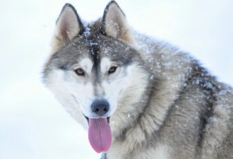 Le Haut-Jura, patrimoine naturel