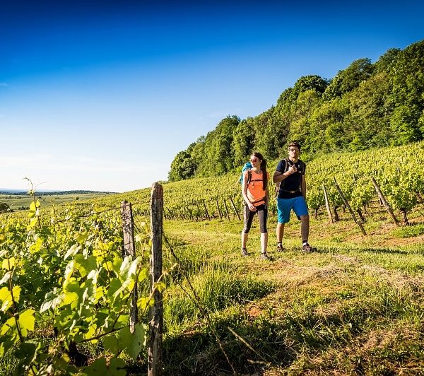 La petite Échappée Jurassienne dans le vignoble du Jura : Pupillin – Passenans
