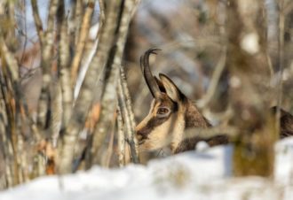 La grande traversée du Jura en raquette en liberté