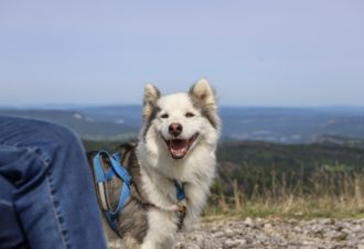 La vallée des laïkas –  kart, cani-trottinette et cani-rando