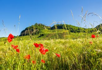 Le Vignoble du Château-Chalon