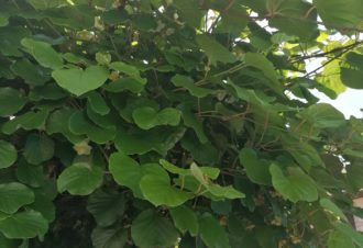 Confitures Ozédélices