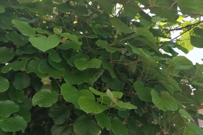 kiwi de mon jardin en fleur