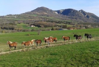 Lait Jument Comtoise du Mont Poupet