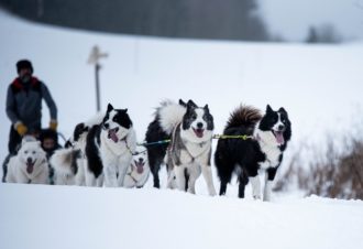 La vallée des laïkas – Chiens de traîneau